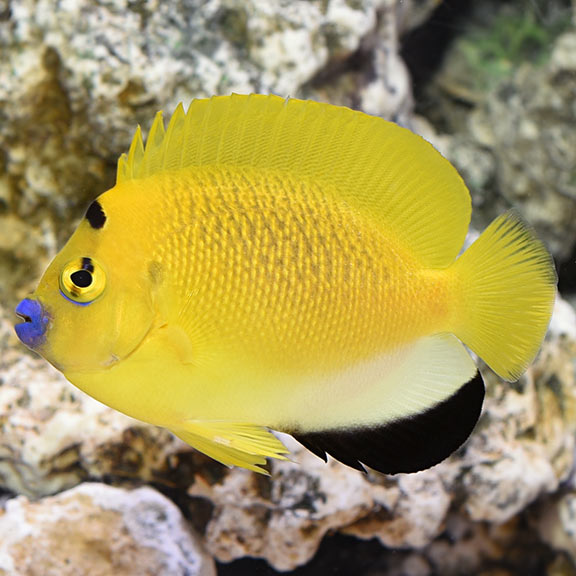 Flagfin Angelfish: Saltwater Aquarium Fish for Marine Aquariums ...
