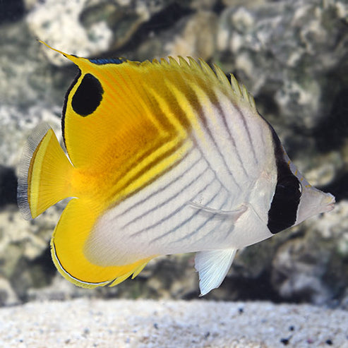 Auriga Butterflyfish: Saltwater Aquarium Fish – LiveAquaria