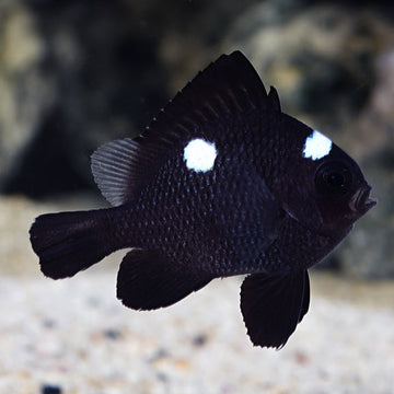 Damselfish: Blue, Yellow and other Types of Damselfish Species for Sale ...