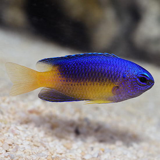 Blue Raspberry Gold Fish Blue and Gold Damselfish: Saltwater Aquarium Fish – LiveAquaria