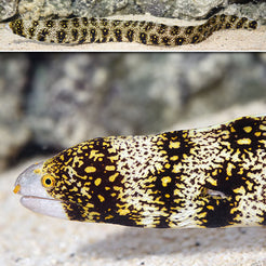 Snowflake Eel: Saltwater Aquarium Fish for Marine Aquariums – LiveAquaria