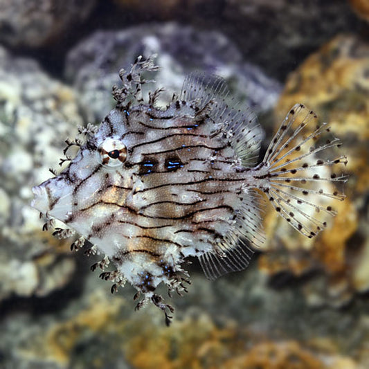 Small Filefish Filefish | Marine Fish – LiveAquaria