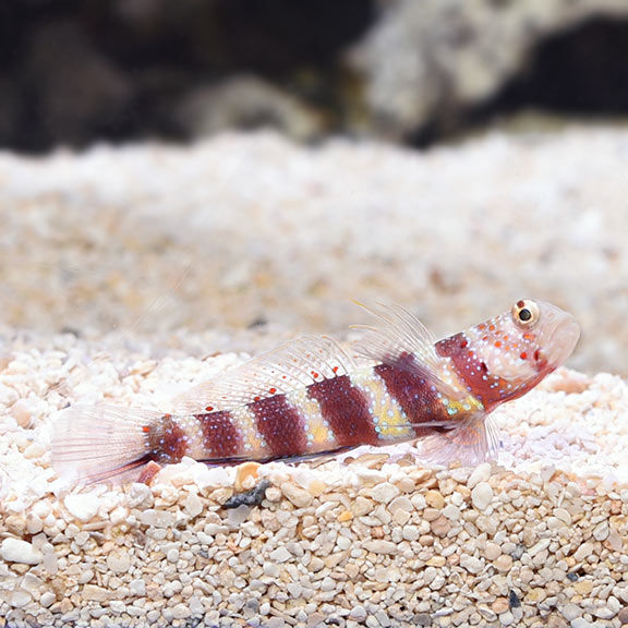 Wheeler's Watchman Goby