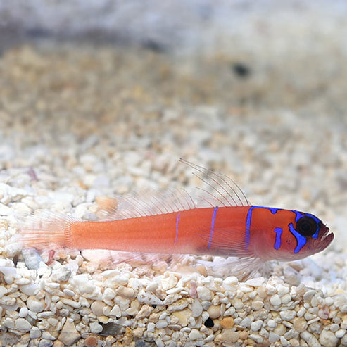 Catalina Goby: Saltwater Aquarium Fish for Marine Aquariums – LiveAquaria
