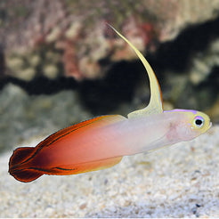 Firefish: Saltwater Aquarium Fish for Marine Aquariums – LiveAquaria