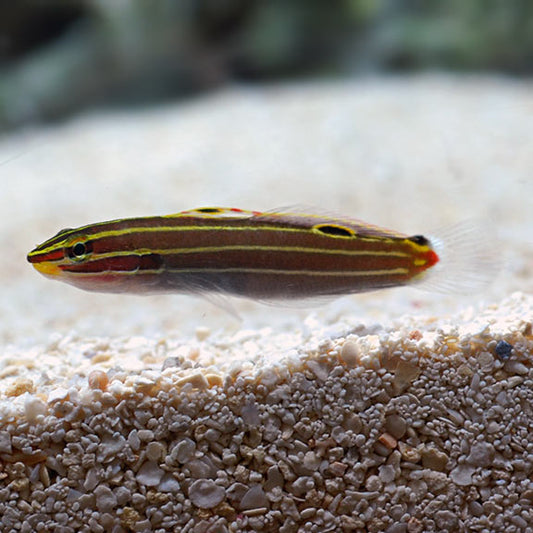 Hector's Goby