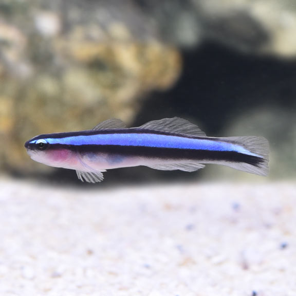 Neon Blue Goby, Captive-Bred