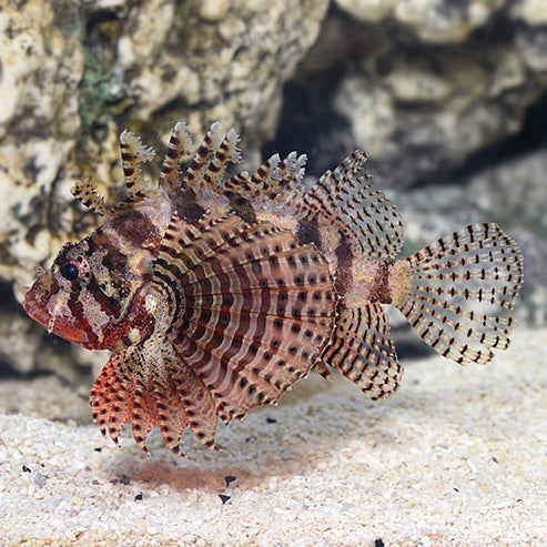 Fuzzy Dwarf Lionfish (Shortfin Lionfish): Saltwater Aquarium Fish ...