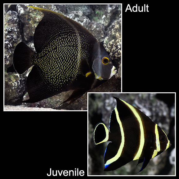 French Angelfish