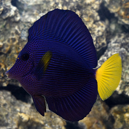Purple Tang: Saltwater Aquarium Fish for Marine Aquariums – LiveAquaria