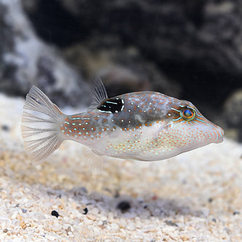 Bennett's Sharpnose PufferBennett's Sharpnose Puffer, Canthigaster ...
