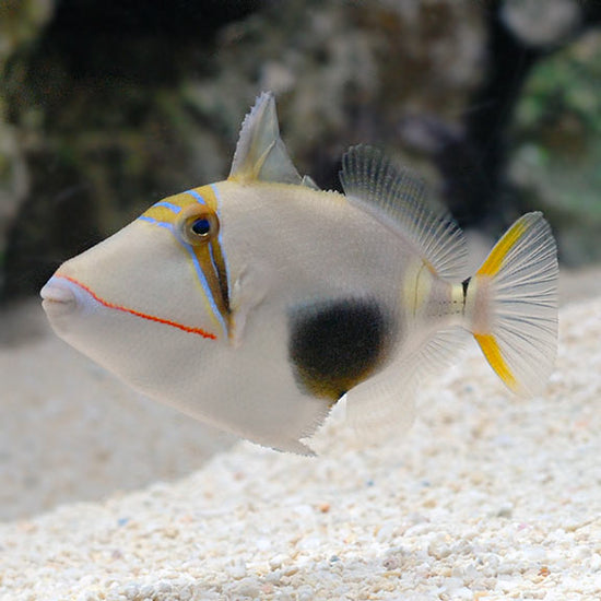 Bursa Triggerfish (Black Patch or Blackbelly Triggerfish): Saltwater ...