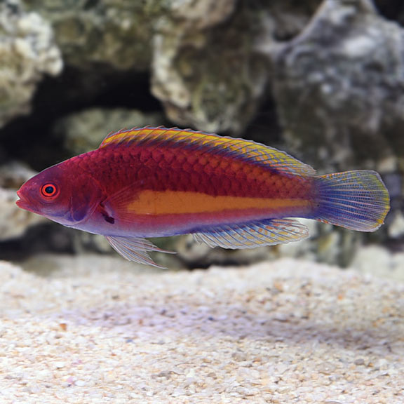 Velvet Multicolor Wrasse