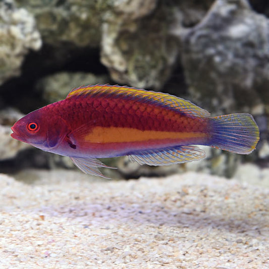 Velvet Multicolor Wrasse
