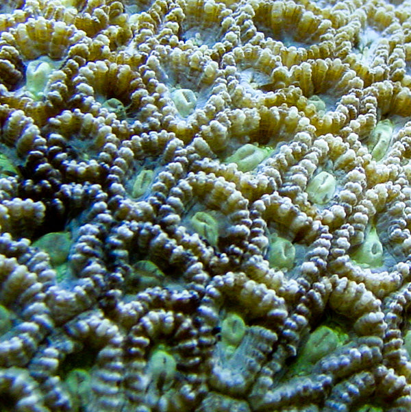 Brain Coral, Pineapple