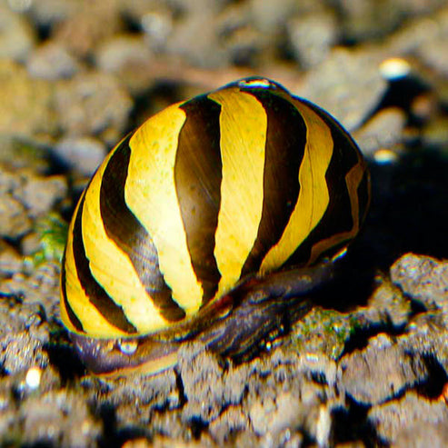 Zebra Nerita Snail: Tropical Fish, Invertebrates, and Amphibians for ...