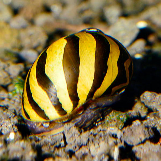 Zebra Nerita Snail