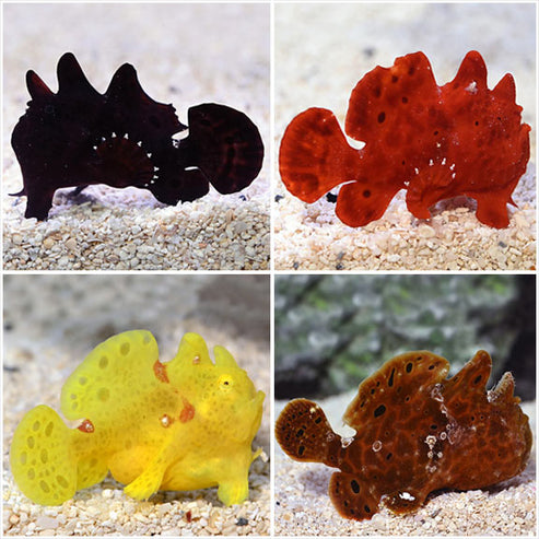 Assorted Anglers: Saltwater Aquarium Fish – LiveAquaria