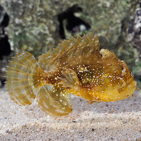Sargassum Fish: Saltwater Aquarium Fish for Marine Aquariums – LiveAquaria