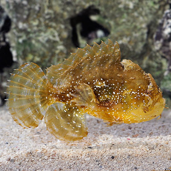 Devour Fish Sargassum Fish: Saltwater Aquarium Fish for Marine Aquariums – LiveAquaria