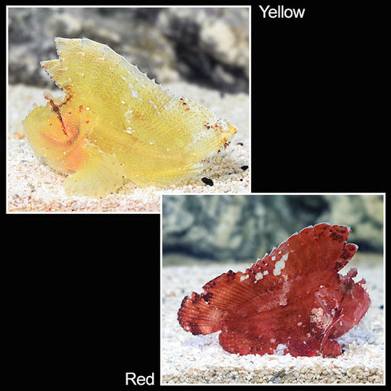 Leaf Fish (Paper Fish): Saltwater Aquarium Scorpionfish – LiveAquaria