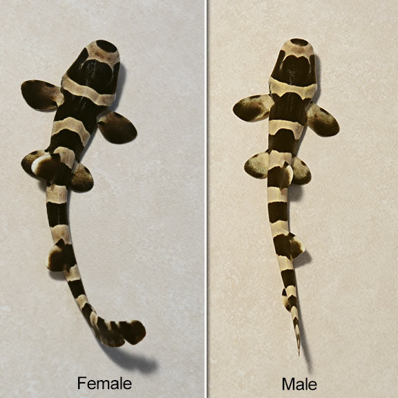 Black Banded Cat Shark