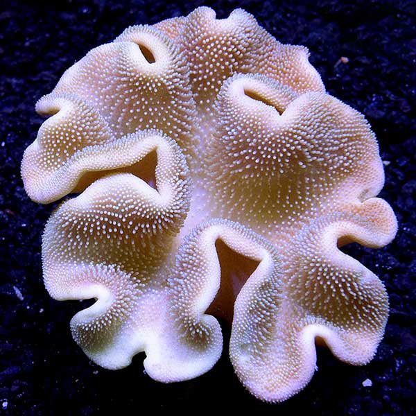 Toadstool Mushroom Leather Coral, Brown 