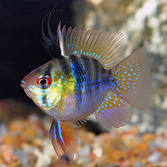 New World Cichlids – Page 3 – LiveAquaria