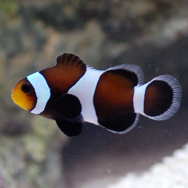 Captive-Bred Black & White Ocellaris Clownfish