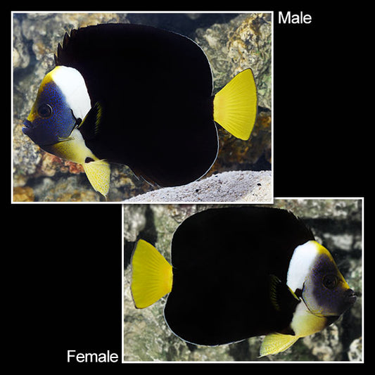Personifer Angelfish