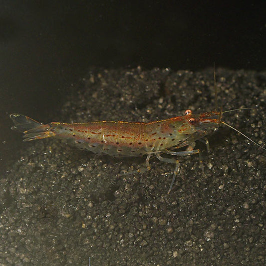 Japonica Amano Shrimp