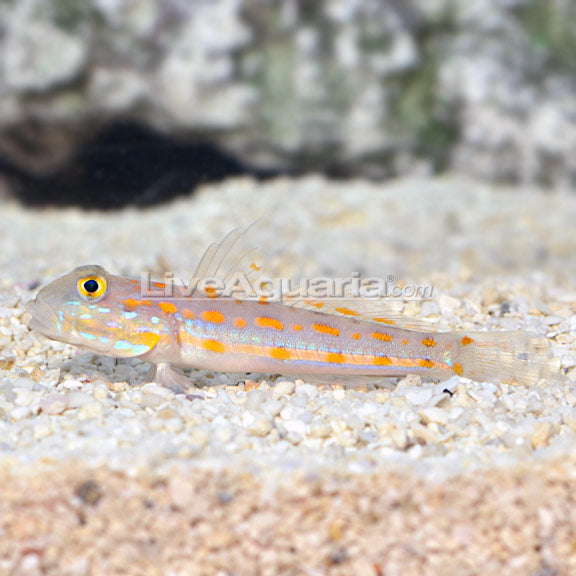 Diamond Watchman Goby