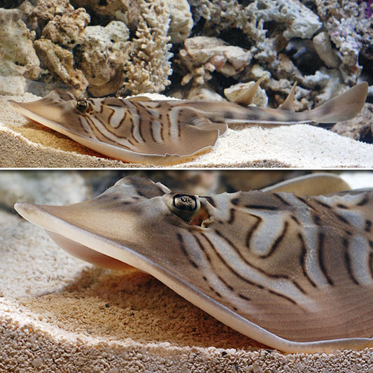 Fiddler Stingray EXPERT ONLY