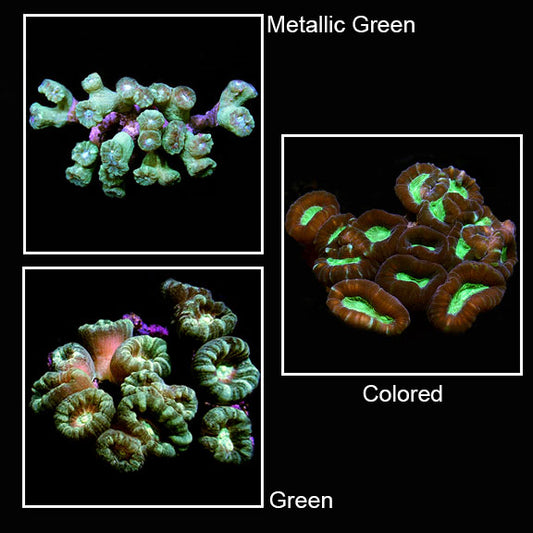 Trumpet Coral