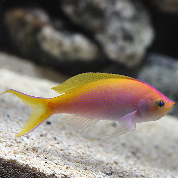 Bartlett's Anthias
