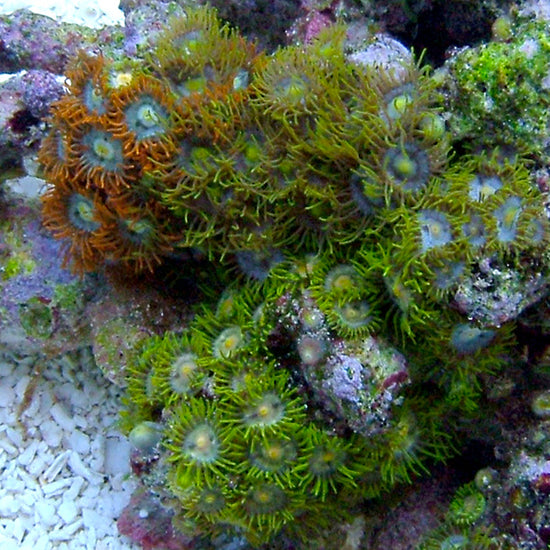 Colony Polyp, Multicolored – LiveAquaria