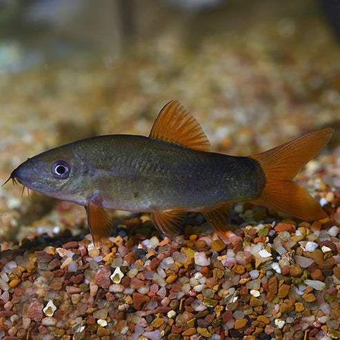 Redtail Botia Loach: Tropical Fish for Freshwater Aquariums – LiveAquaria
