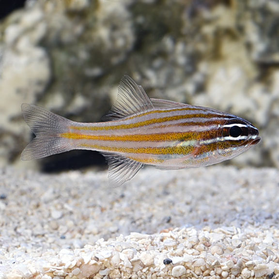 Orange Lined Cardinalfish