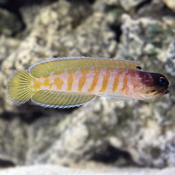Jawfish | Marine Fish – LiveAquaria