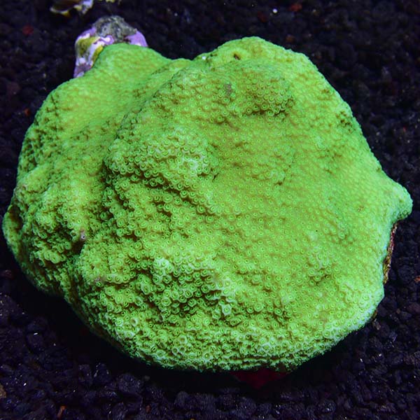 Montipora Coral, Encrusting - Purple 