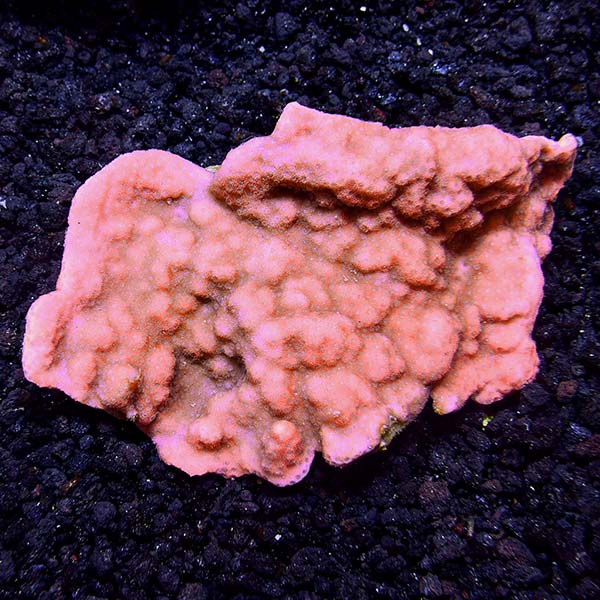 Montipora Coral, Encrusting - Purple 