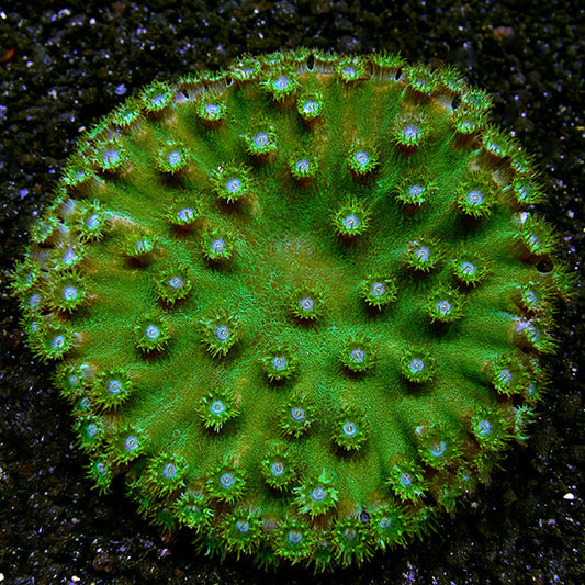 Cup Coral, Pagoda 