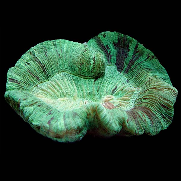 Brain Coral, Trachyphyllia 