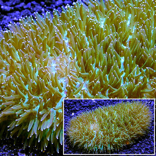 Slipper / Tongue Coral