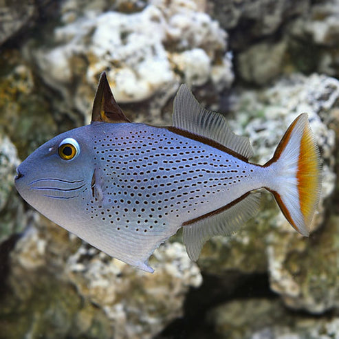Red Tail Triggerfish – LiveAquaria