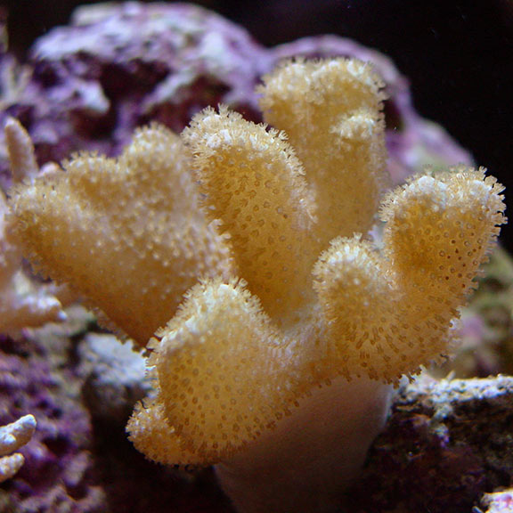 Thin Finger Leather Coral