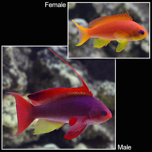 Lyretail Anthias