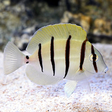 Surgeonfish: Tang Fish, Yellow Tangs and other Surgeons – LiveAquaria