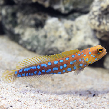 Jawfish | Marine Fish – LiveAquaria