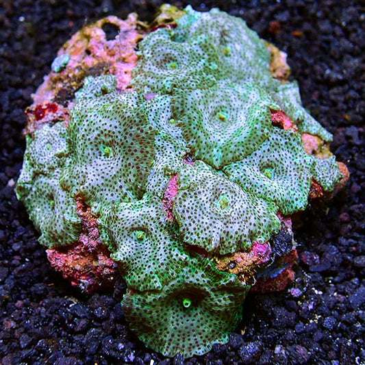 Assorted Colored Mushroom